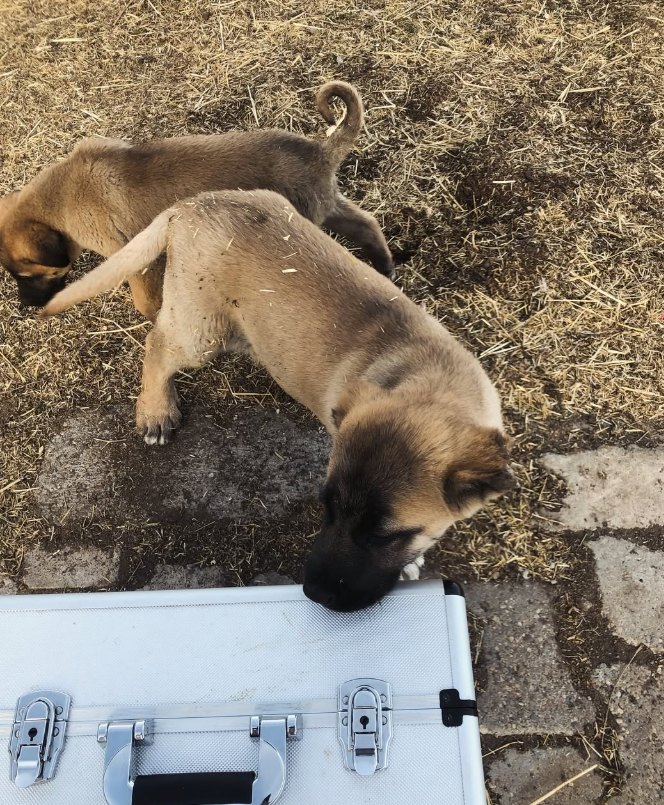 Kontrol için bekleyen yavru köpekler