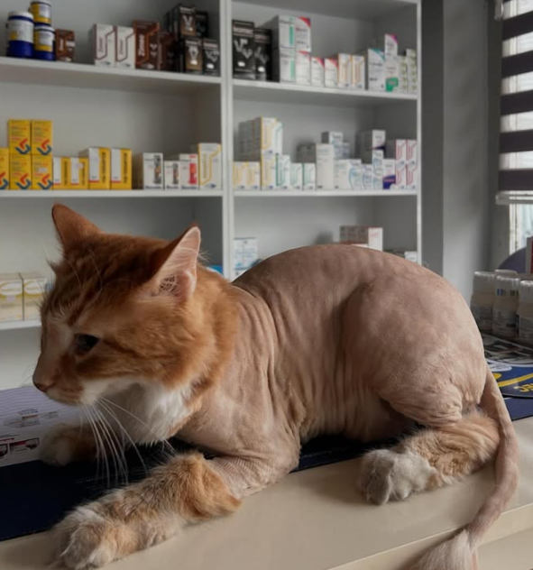 Klinikte bakım alan kedi