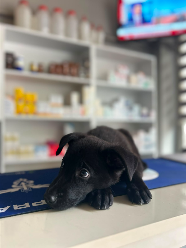 Naki Veteriner Kliniğinde kontrolde olan siyah yavru köpek