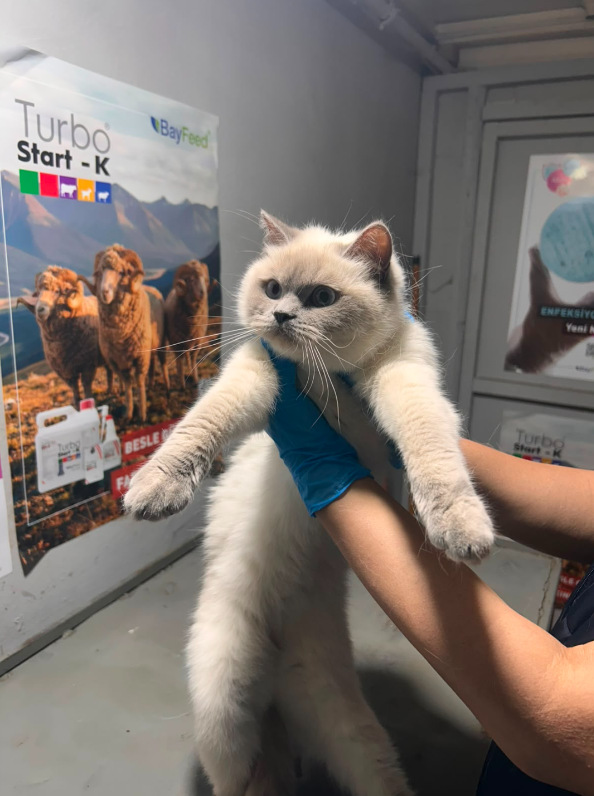 Klinikte sağlık kontrolü yapılan açık renkli kedi