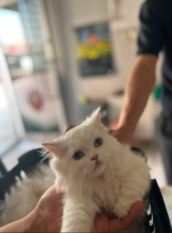 Naki Veteriner Kliniğinde kontrolde olan beyaz kedi