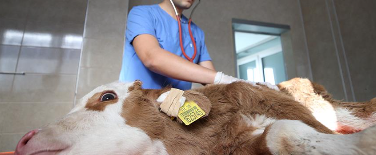 Büyükbaş hayvan kontrolü