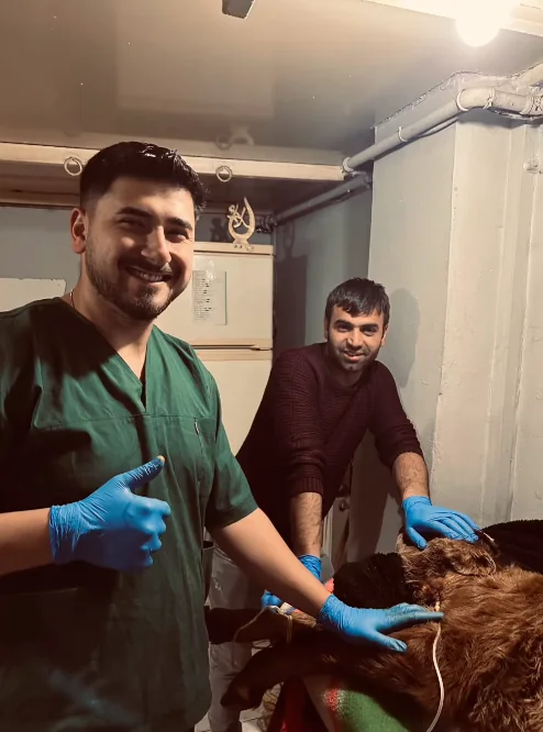 Tedavi sırasında veteriner ekibi