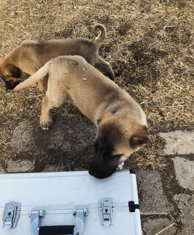 Kontrol için bekleyen yavru köpekler